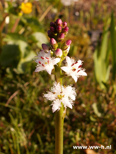 Menyanthes trifoliata - Klik op de afbeelding om het venster te sluiten